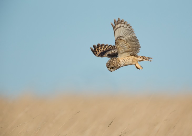 short eared owl