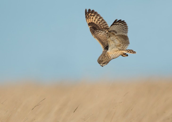 short eared owl