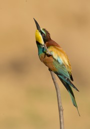 european bee eater