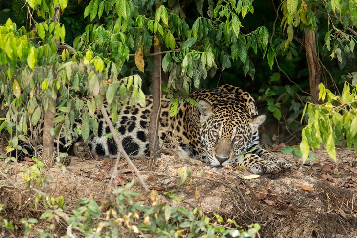 jaguar