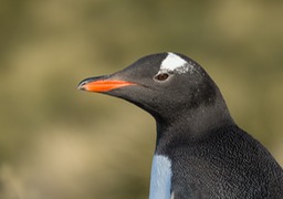 gentoo penguin