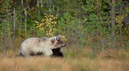 brown bear