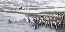 king penguin