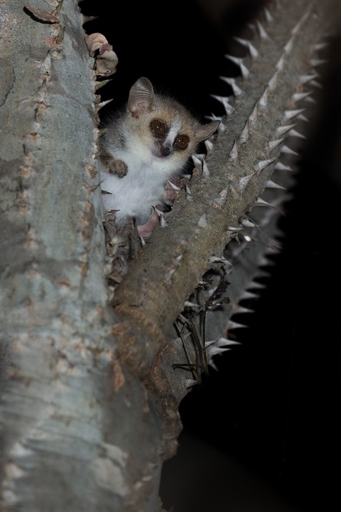 grey brown mouse lemur