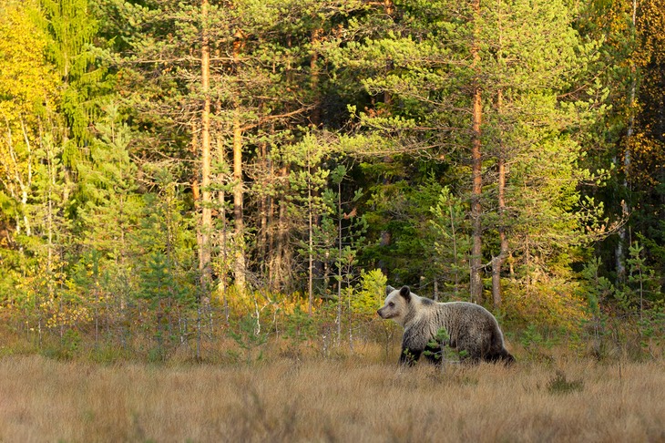 brown bear