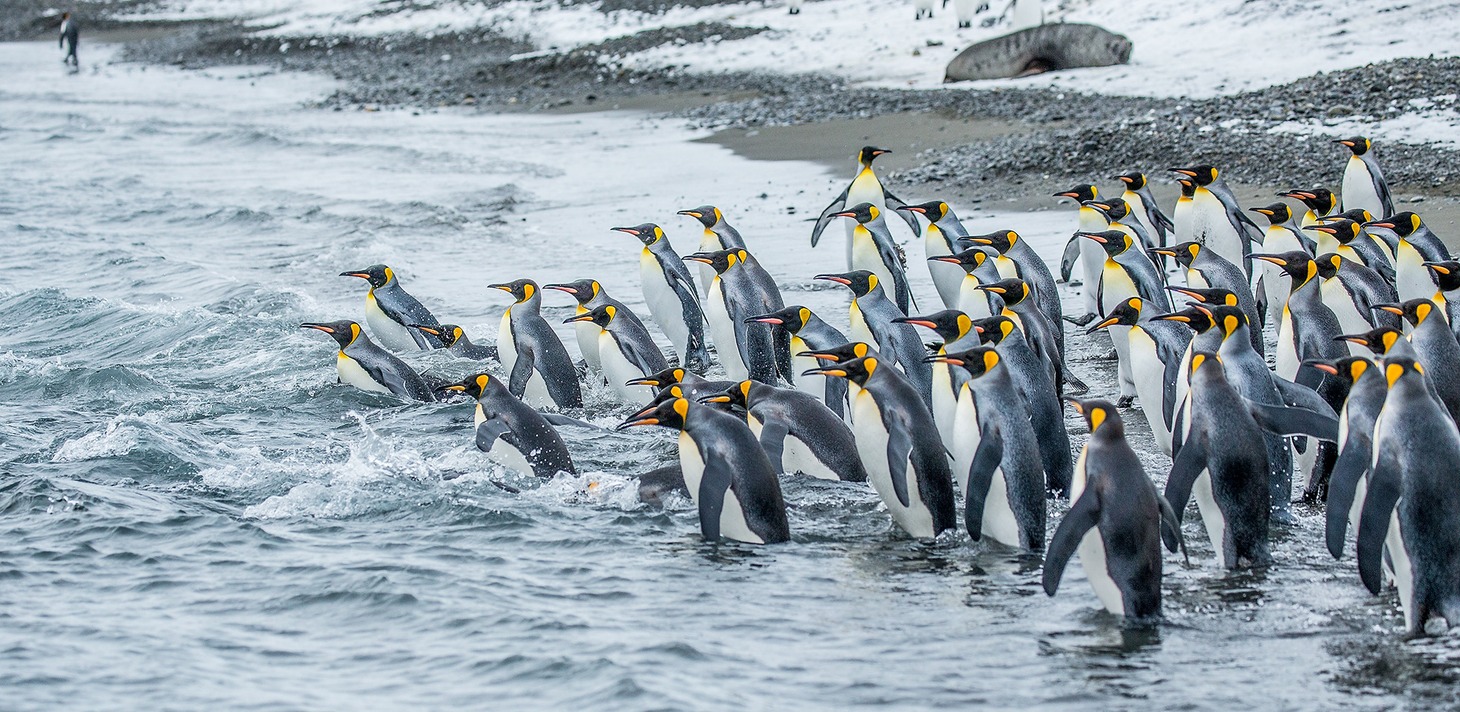 king penguin