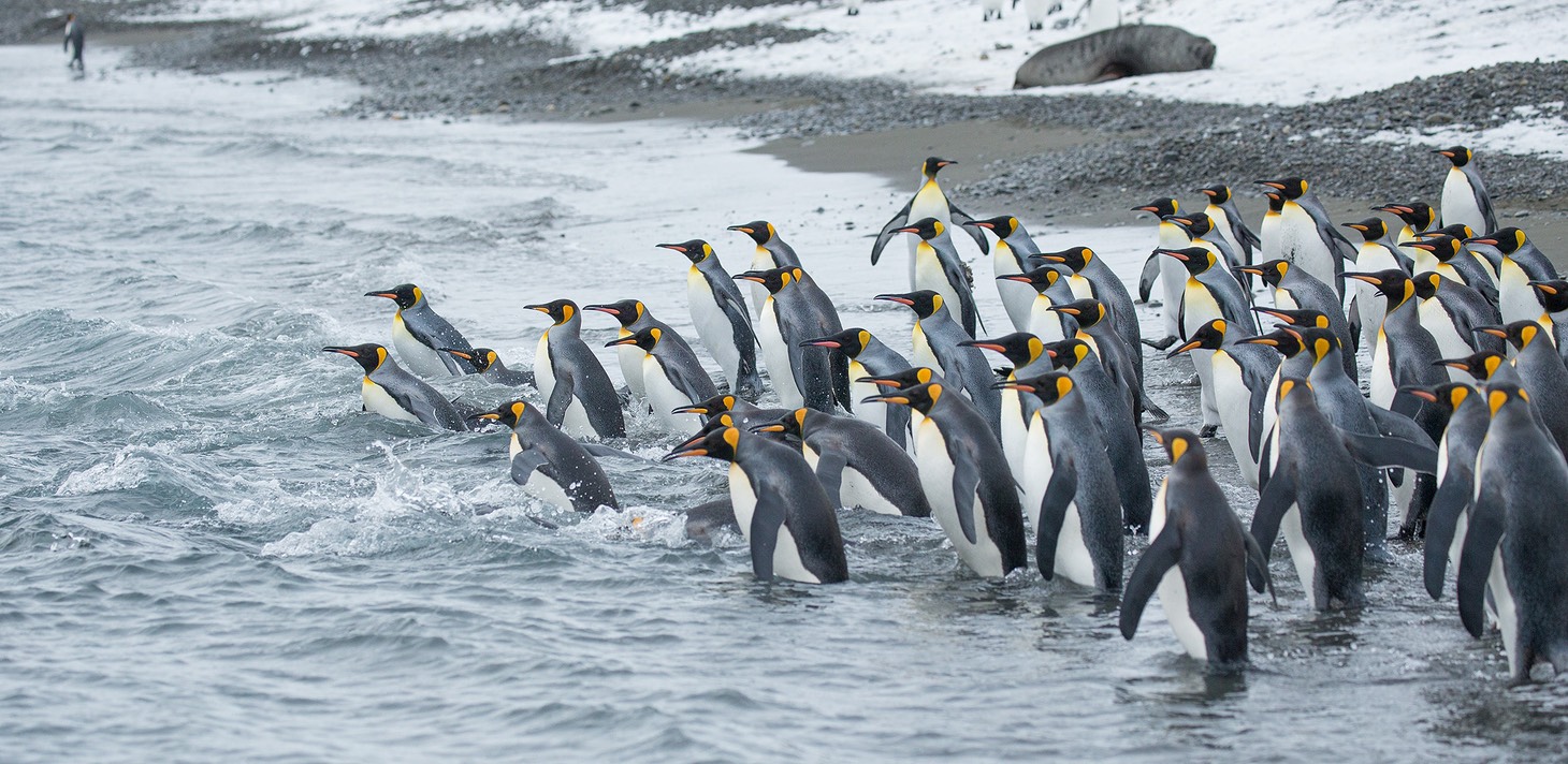 king penguin