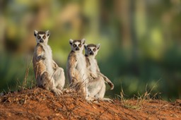 ring tailed lemur