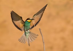 european bee eater