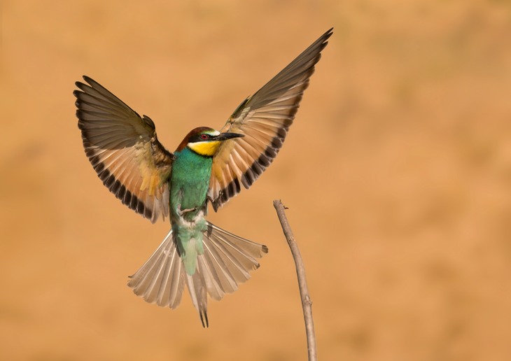 european bee eater