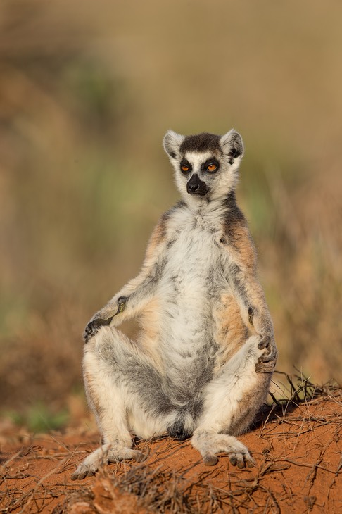 ring tailed lemur