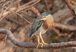 striated heron