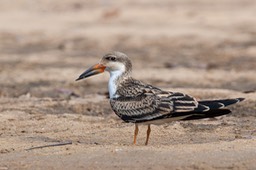 black skimmer