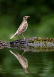 song thrush