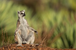 ring tailed lemur