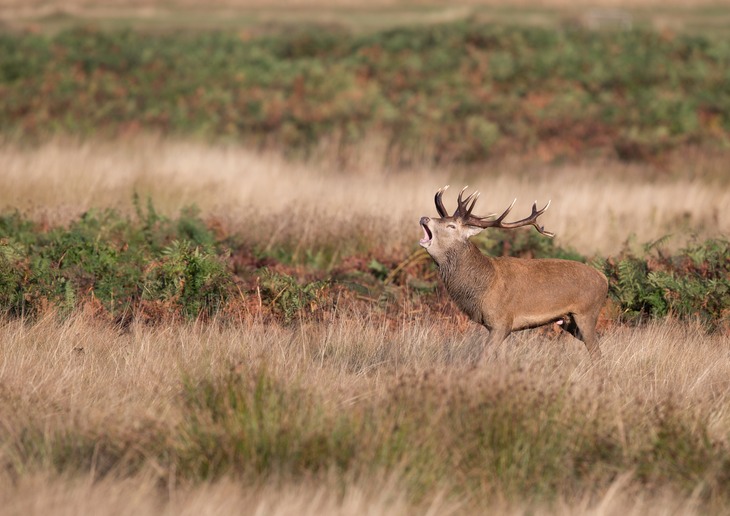 red deer