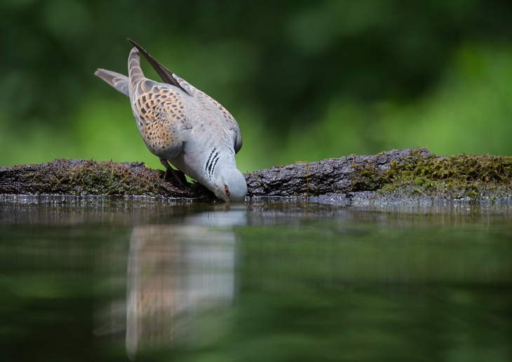 turtle dove