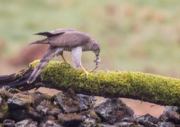 goshawk