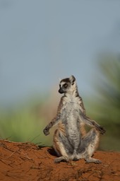 ring tailed lemur