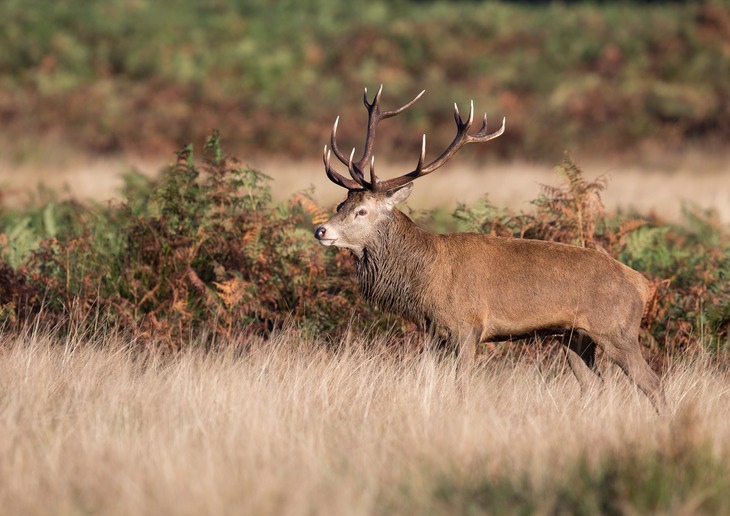 red deer