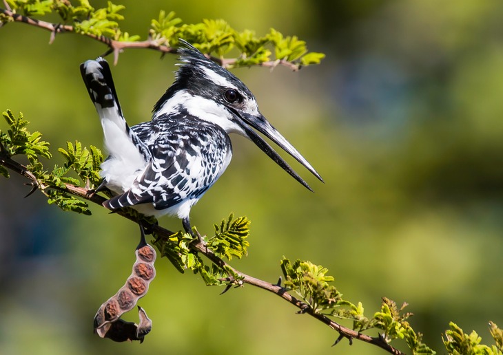 pied kingfisher