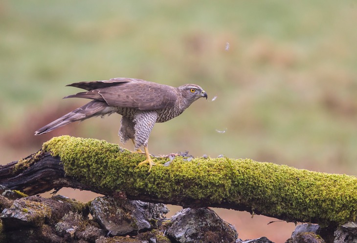 goshawk