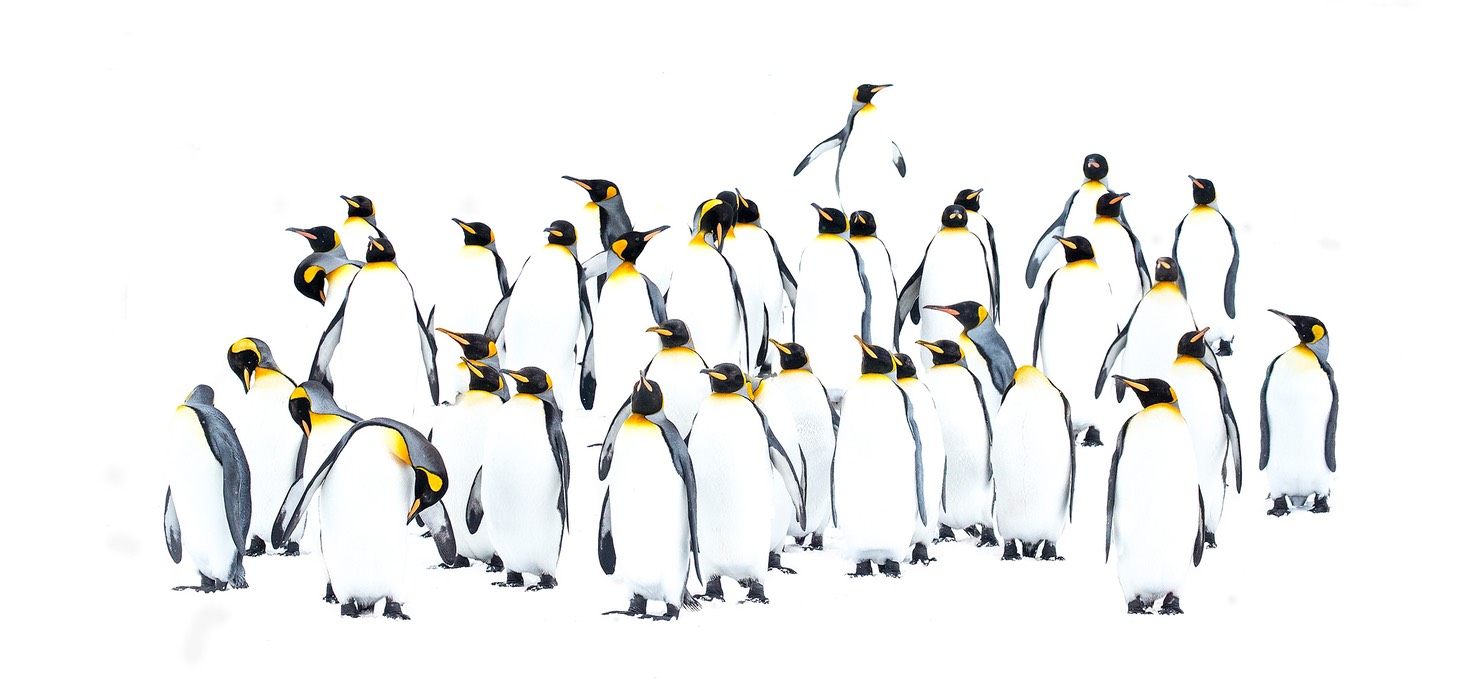 king penguin