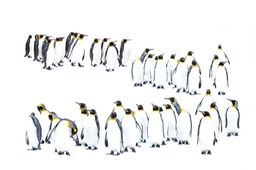 king penguin