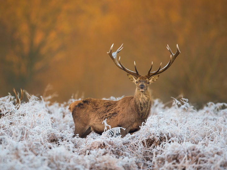 red deer