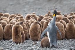 king penguin