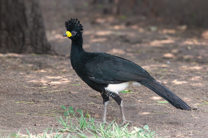 bare faced curassow