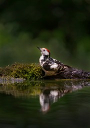 middle spotted woodpecker