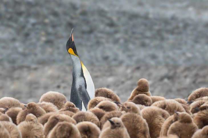 king penguin