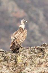 griffon vulture