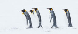 king penguin