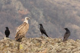 griffon vulture