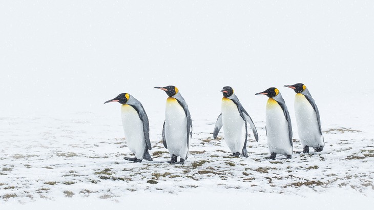 king penguin