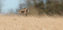 short eared owl