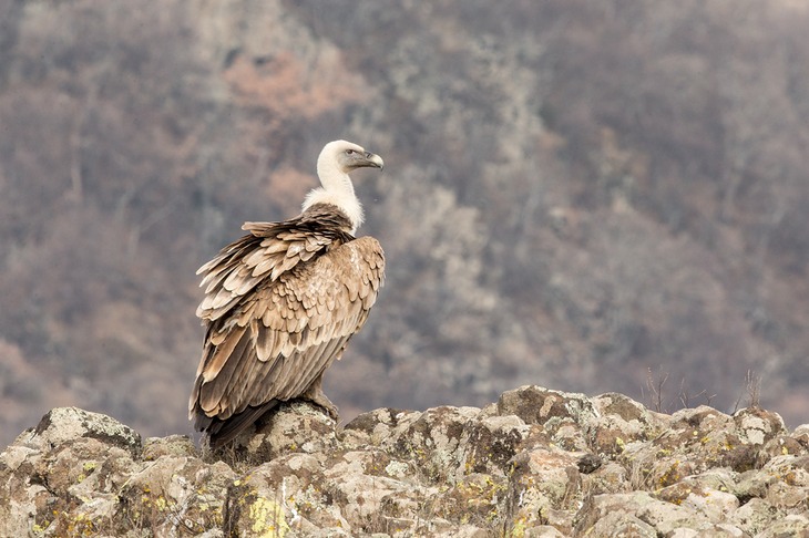 griffon vulture