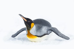 king penguin