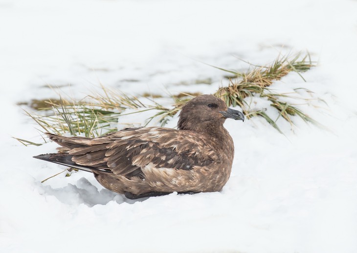 brown skua