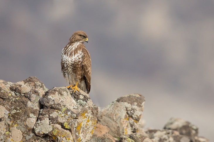 common buzzard