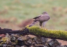 goshawk