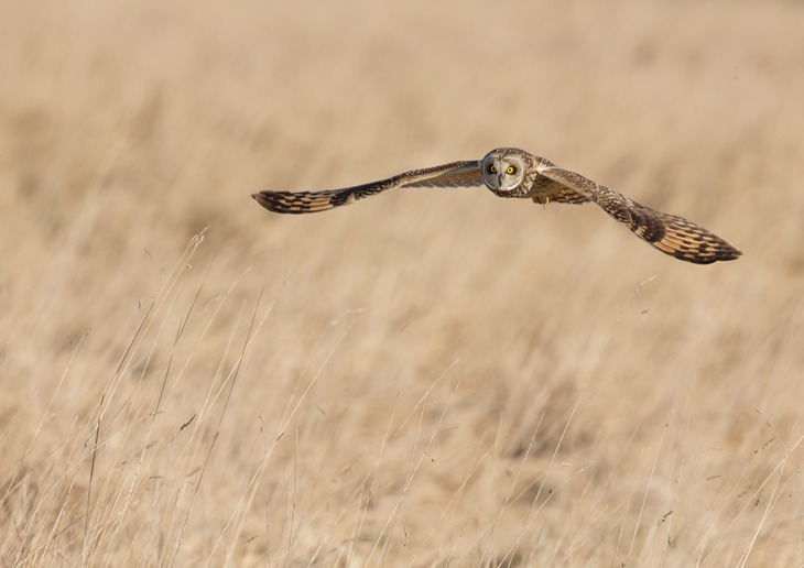 short eared owl