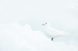 ivory gull