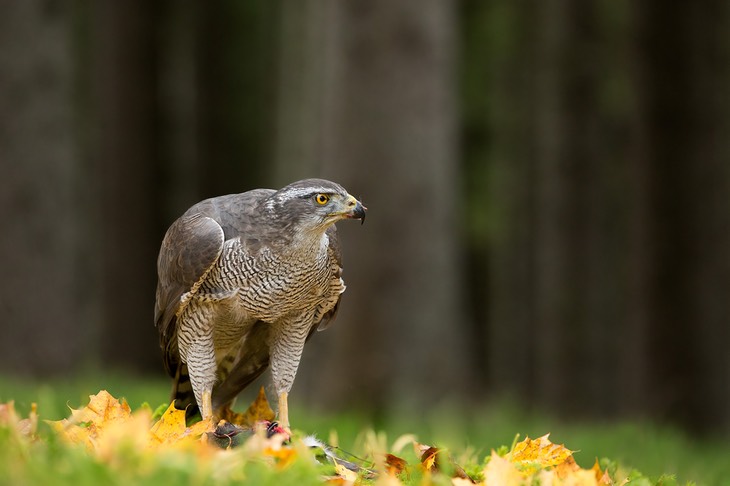 goshawk