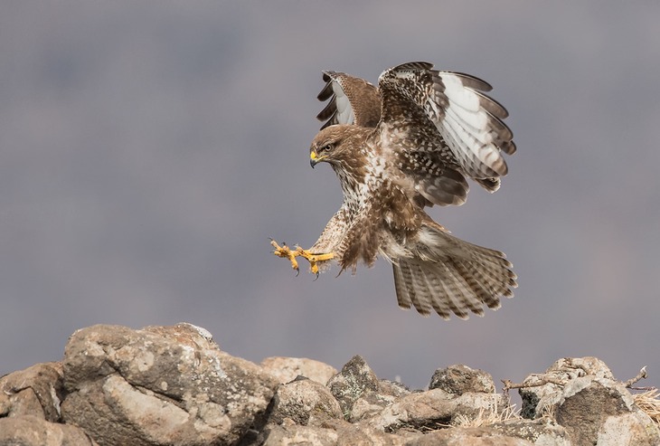 common buzzard