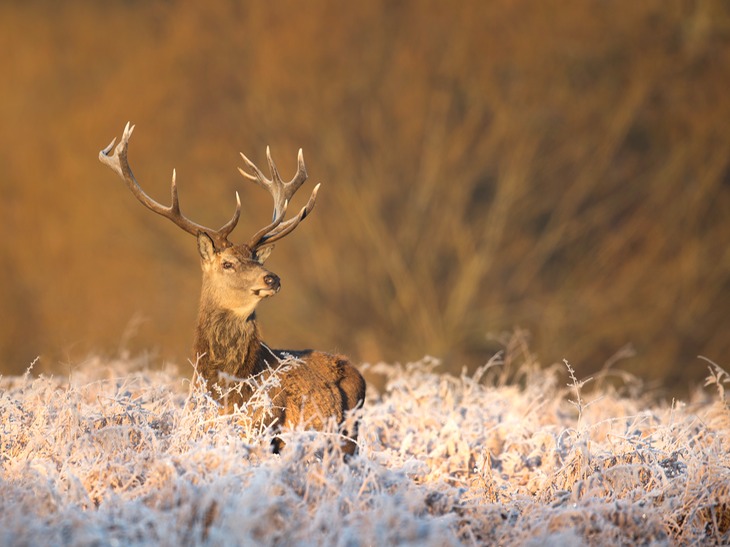 red deer