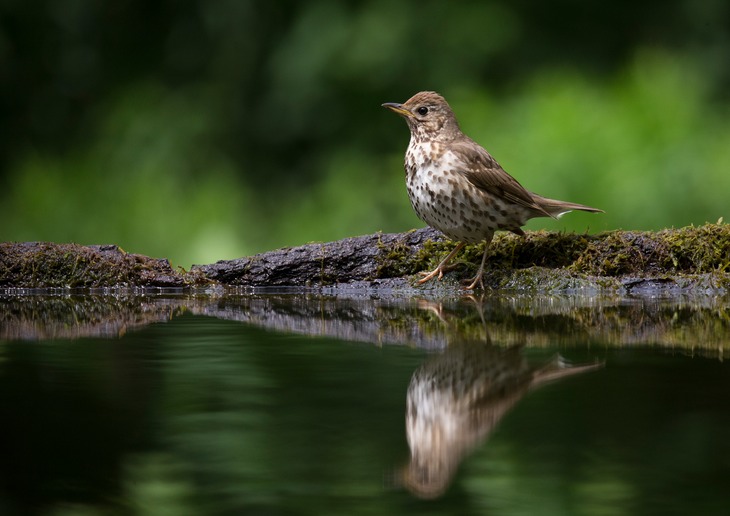 song thrush