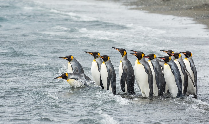 king penguin